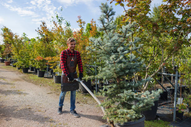 Best Tree Clearing Services  in Colfax, WA